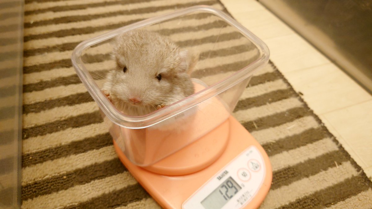 すくすく成長中。
体力がついて一生跳ね回ってる。
ずっと動いてるから、人間に寄り添って寝る事はなくなったけど、それでも人間にまとわりついて遊んでる。今は人間登りと人間タッチ＆ゴー(人間に触っては離れ、離れては近づく)がマイブームっぽい。

#チンチラ