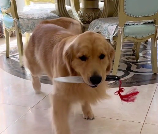 limsitless's tweet image. 准备好下一站了吗？🐶🐶