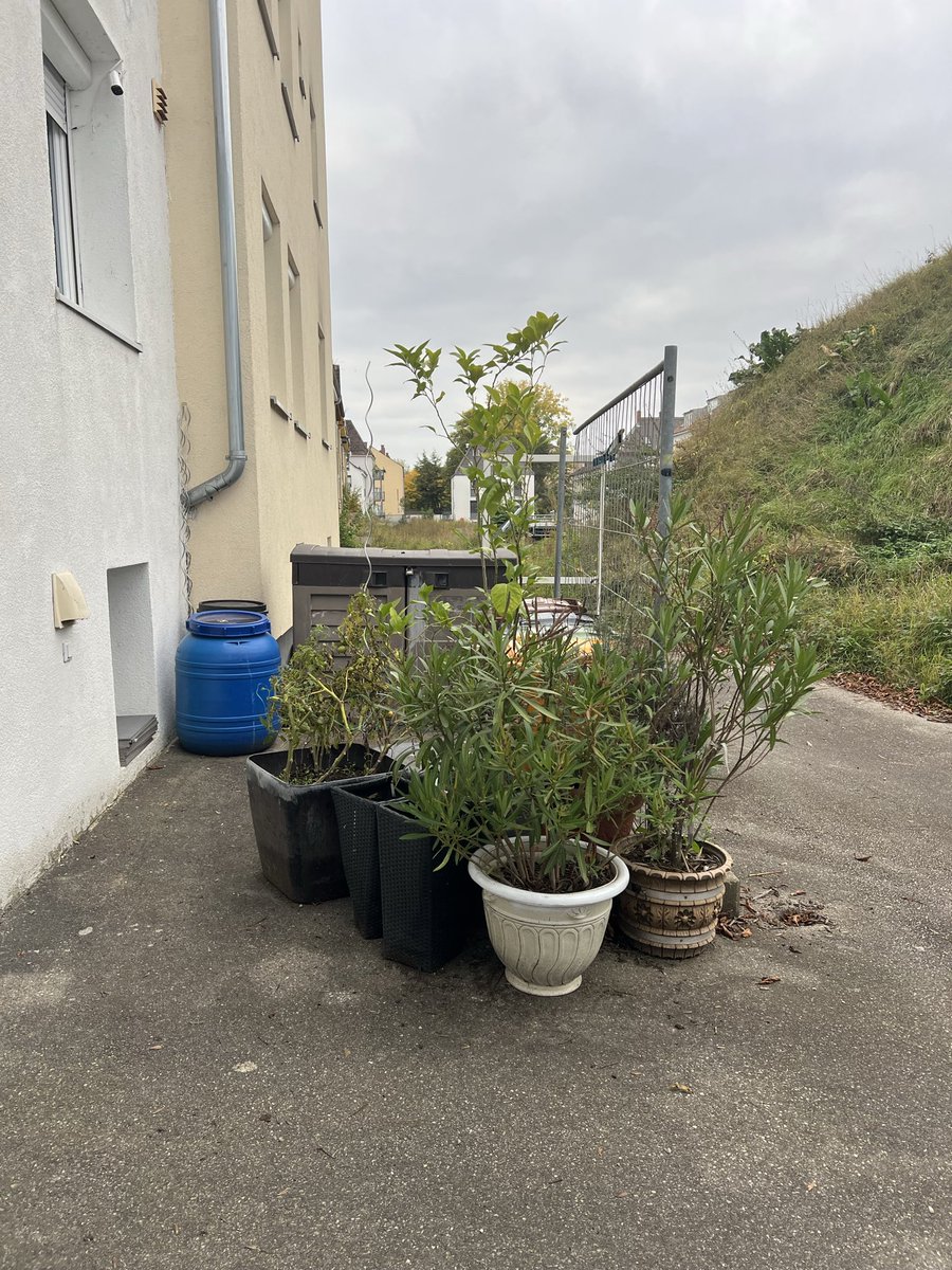 Клад возле мусорки ✨ надеюсь их кто-то приютит! Там даже помидорки есть х)