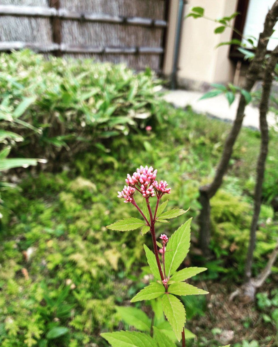 石井俊史 (@ydlpzyyrqq7487) on Twitter photo 