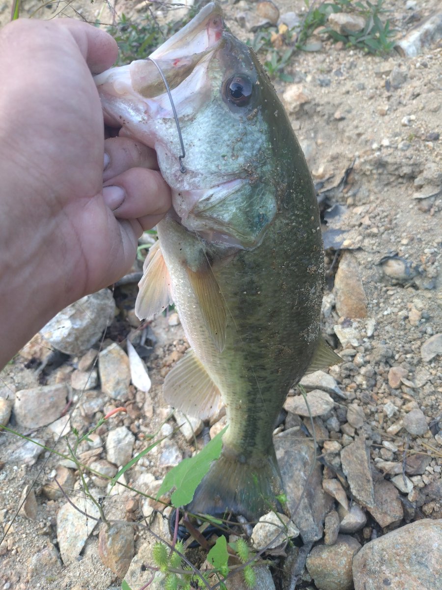 今日は40前後をポロポロと😊
エスケープツインやフラグツインにビハドウなどできた！