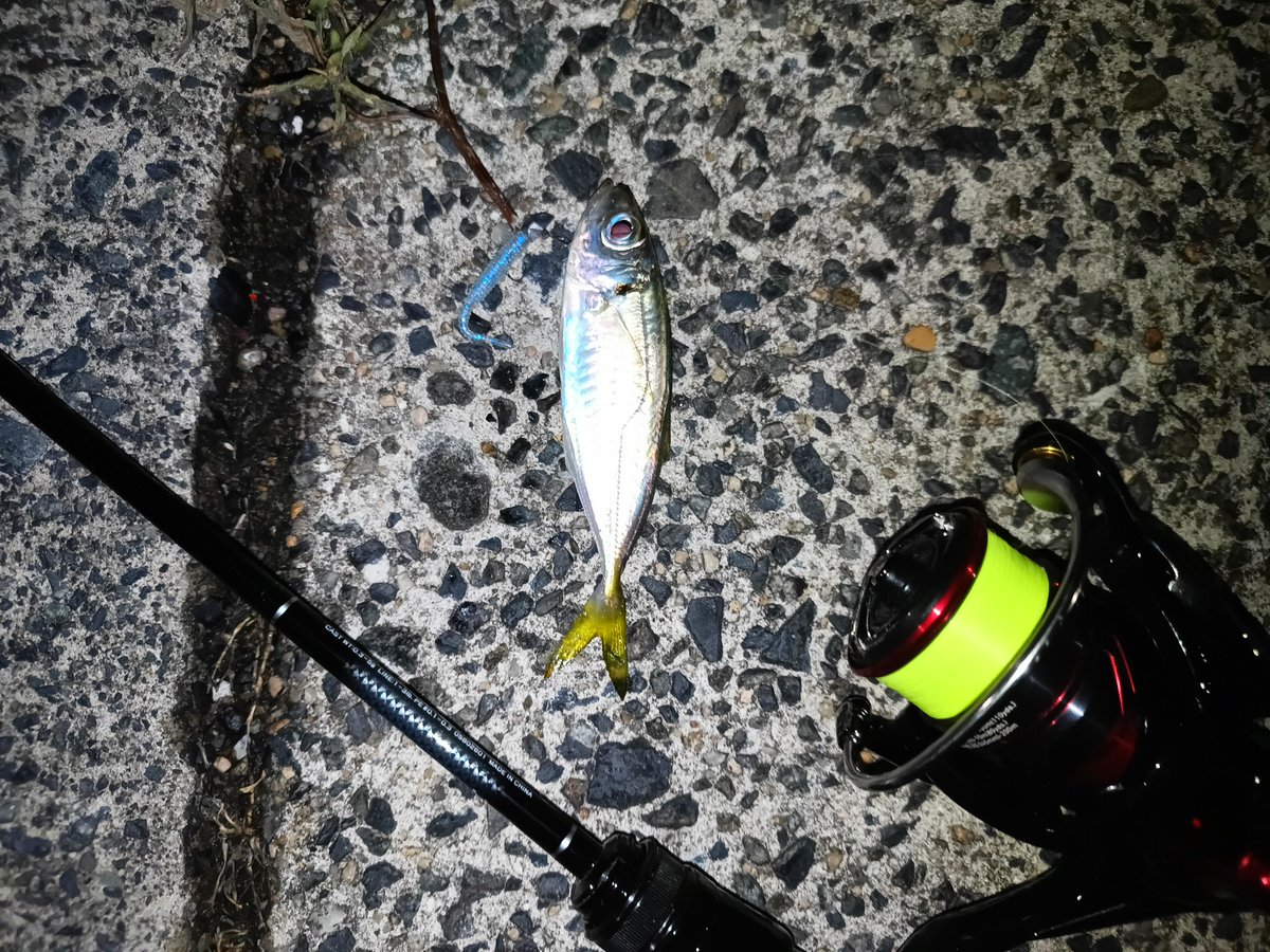 ちょこっと野暮用で実家に帰省
早速アジング行きましたが風がソコソコあるのと月夜で釣れるかな〜と思いつつキャスト
ようやく釣れてもまだ小さいのでサビキでやったほうがいい感じ

#アジ
#アジング
#アジング好きと繋がりたい 
#月下美人
#スタン
#マグバイト
#鳥取