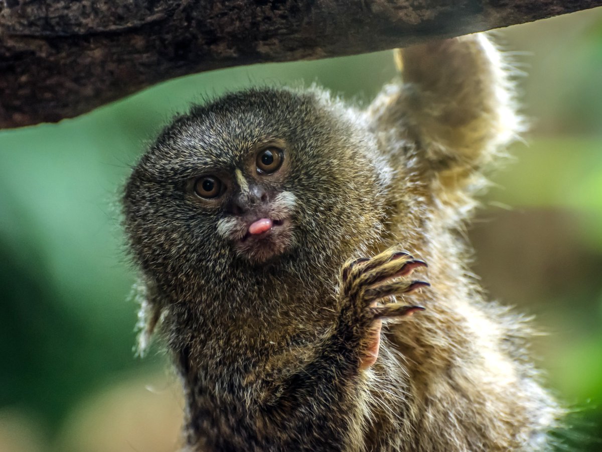 Tongues out for the new week! 👅

📸: Steve Clancy

#Wildlife #PygmyMarmoset #NewZealand