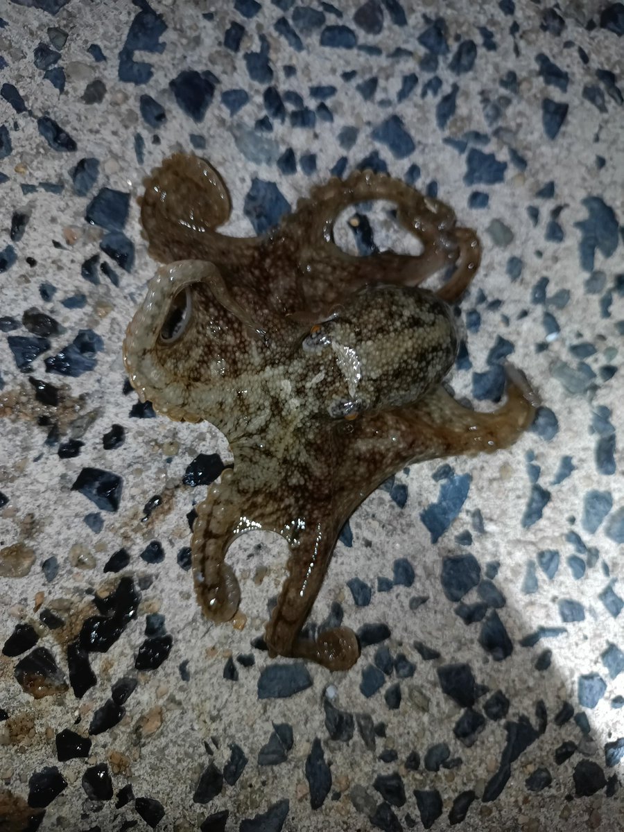 アジングしてたらなにやら引かないけどちょこっと重い感じ
上げてると久々のイイダコでした〜