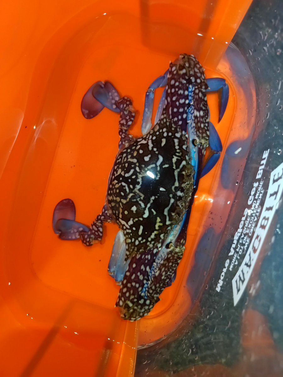 アジングしながらヘチに落としてみると重くなったのであげてみると蟹でした〜