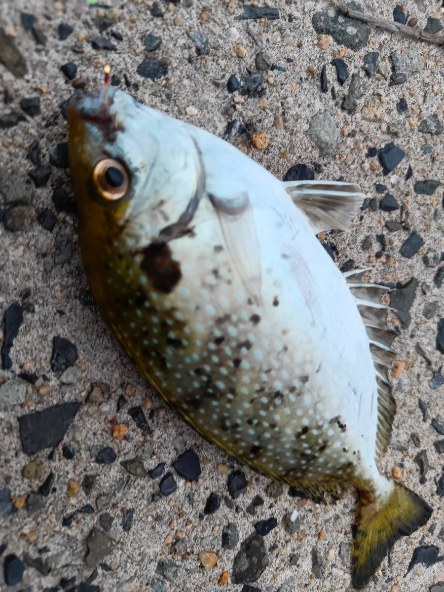 夕暮れ前に久々にサビキ釣り
アジ居ないかなぁと思いつつ投げサビキでキャスト
最初は餌無しでタナを調整してるとウキが勢いよく沈んで上げてみるとアイゴでした
刺されないようにフイッシュグリップで針外し
しばらくはアイゴの入れ食い状態でした