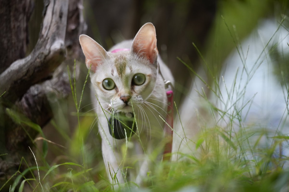 最近実家が猫飼ってて、まじで可愛い。
猫いいっすね〜

今日一緒にお散歩行った時の写真。猫ってお散歩するんだ、という