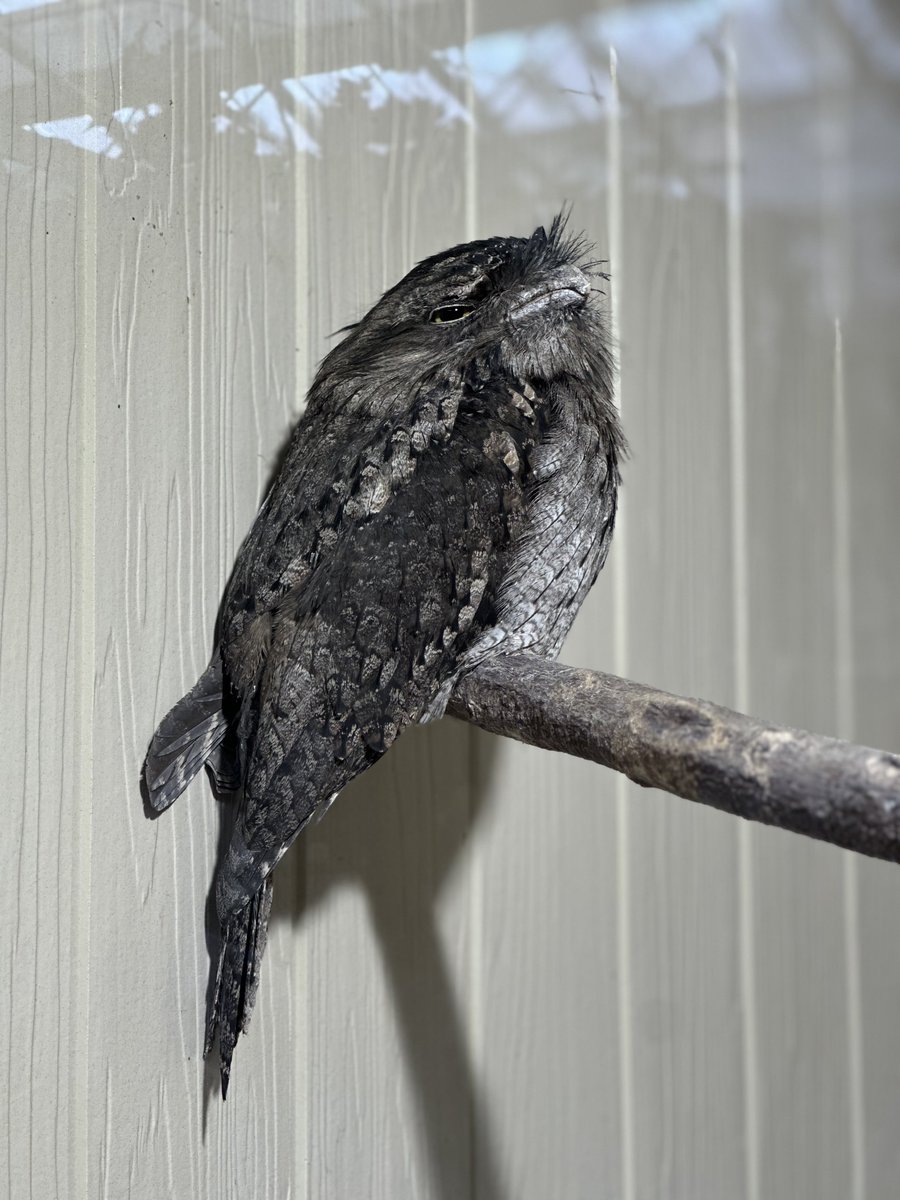 Lutz_86's tweet photo. 🦉 https://t.co/59fbW6A8oE