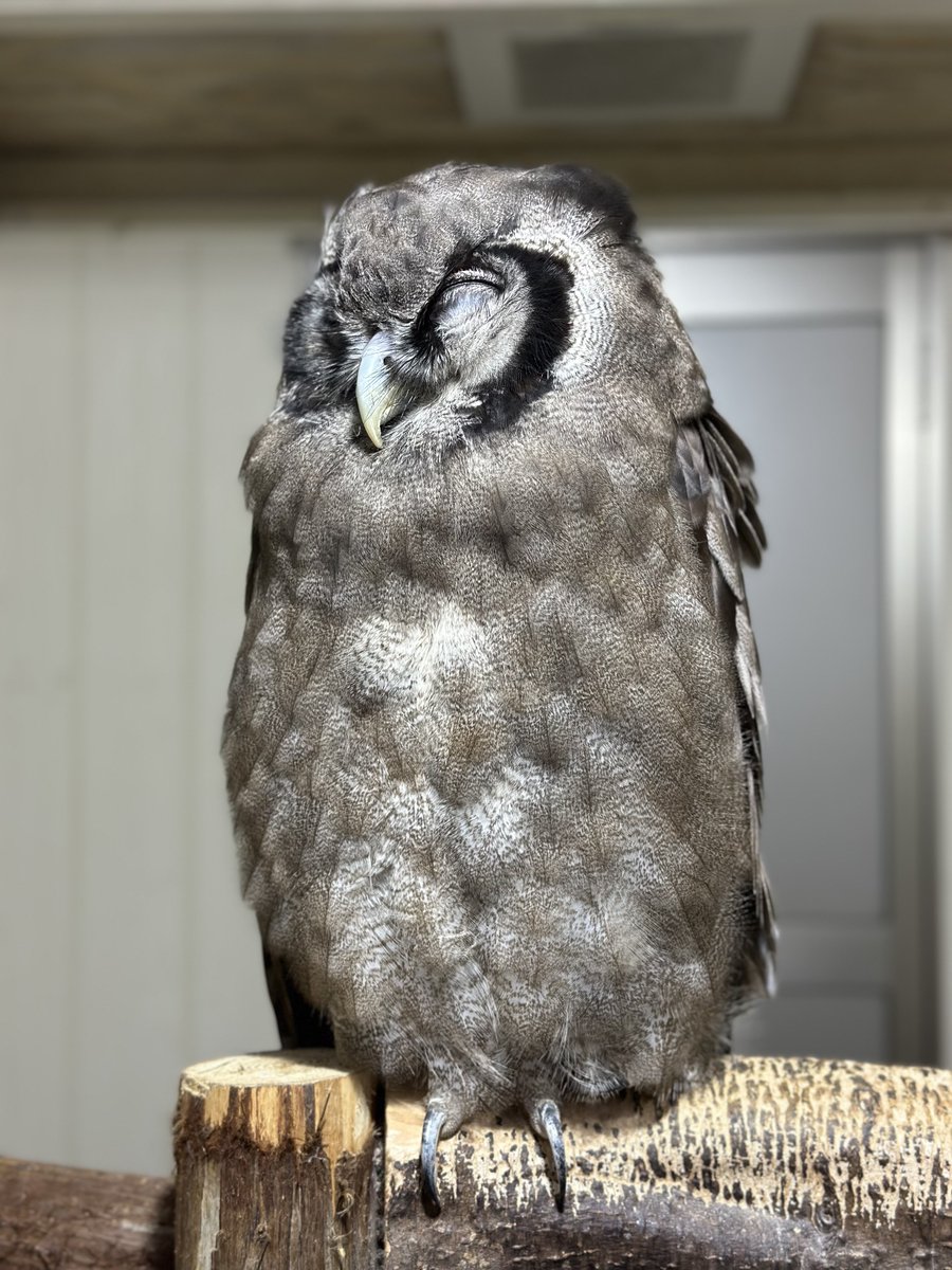 Lutz_86's tweet photo. 🦉 https://t.co/59fbW6A8oE