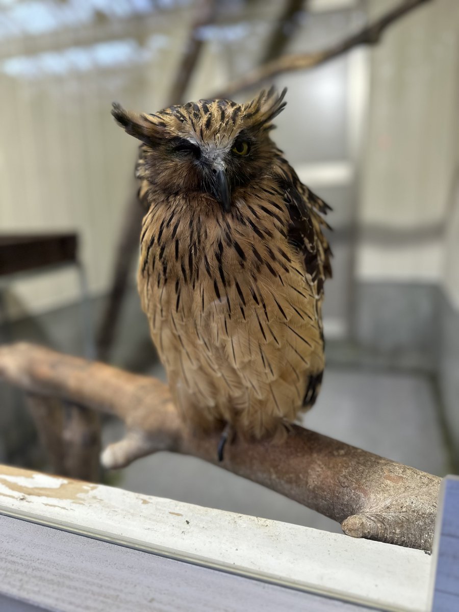 Lutz_86's tweet photo. 🦉 https://t.co/59fbW6A8oE