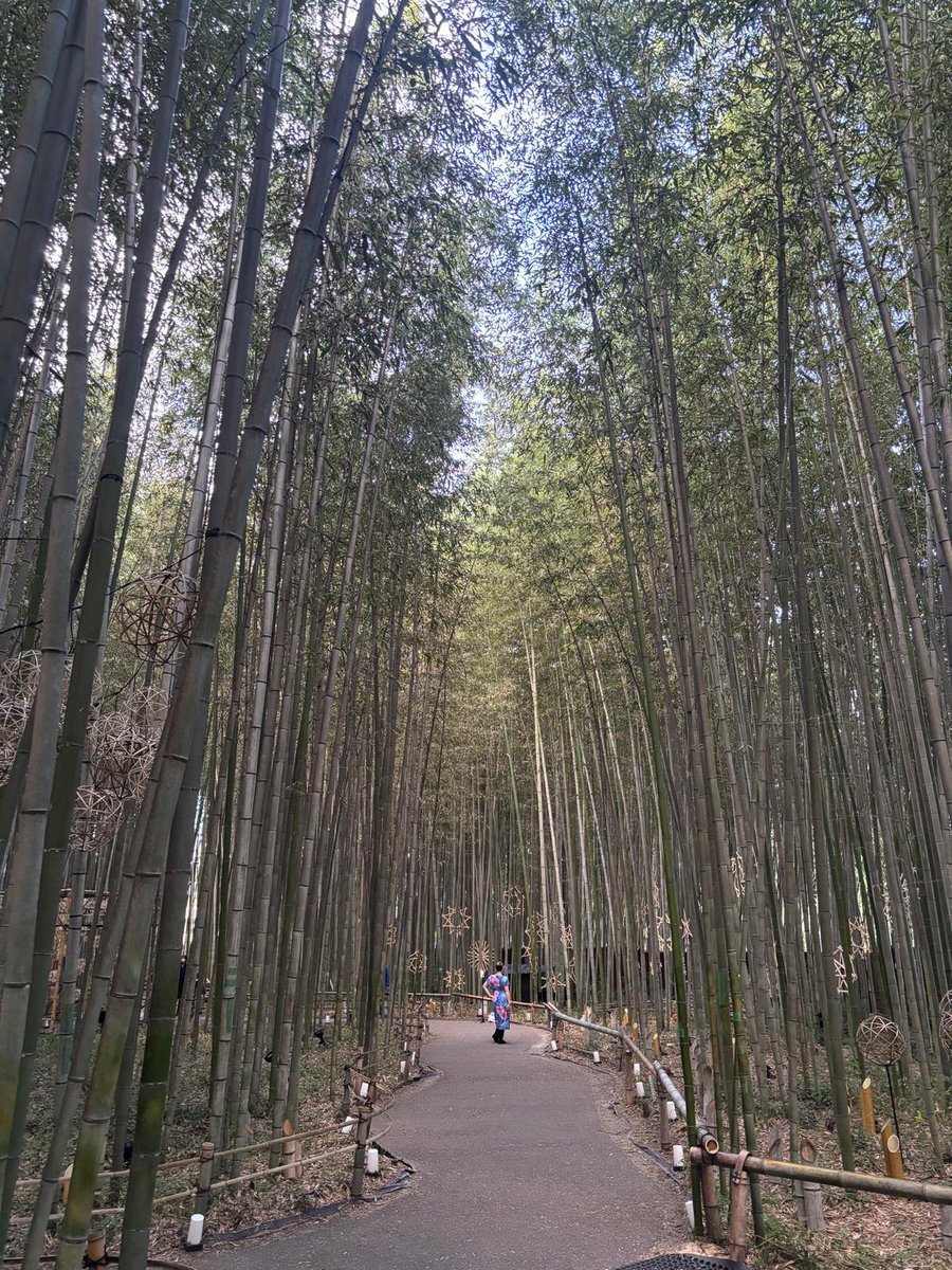 Iconic Arashiyama Bamboo groove near Kyoto, Japan.. Unique ambience and serene atmosphere.. 👍👍