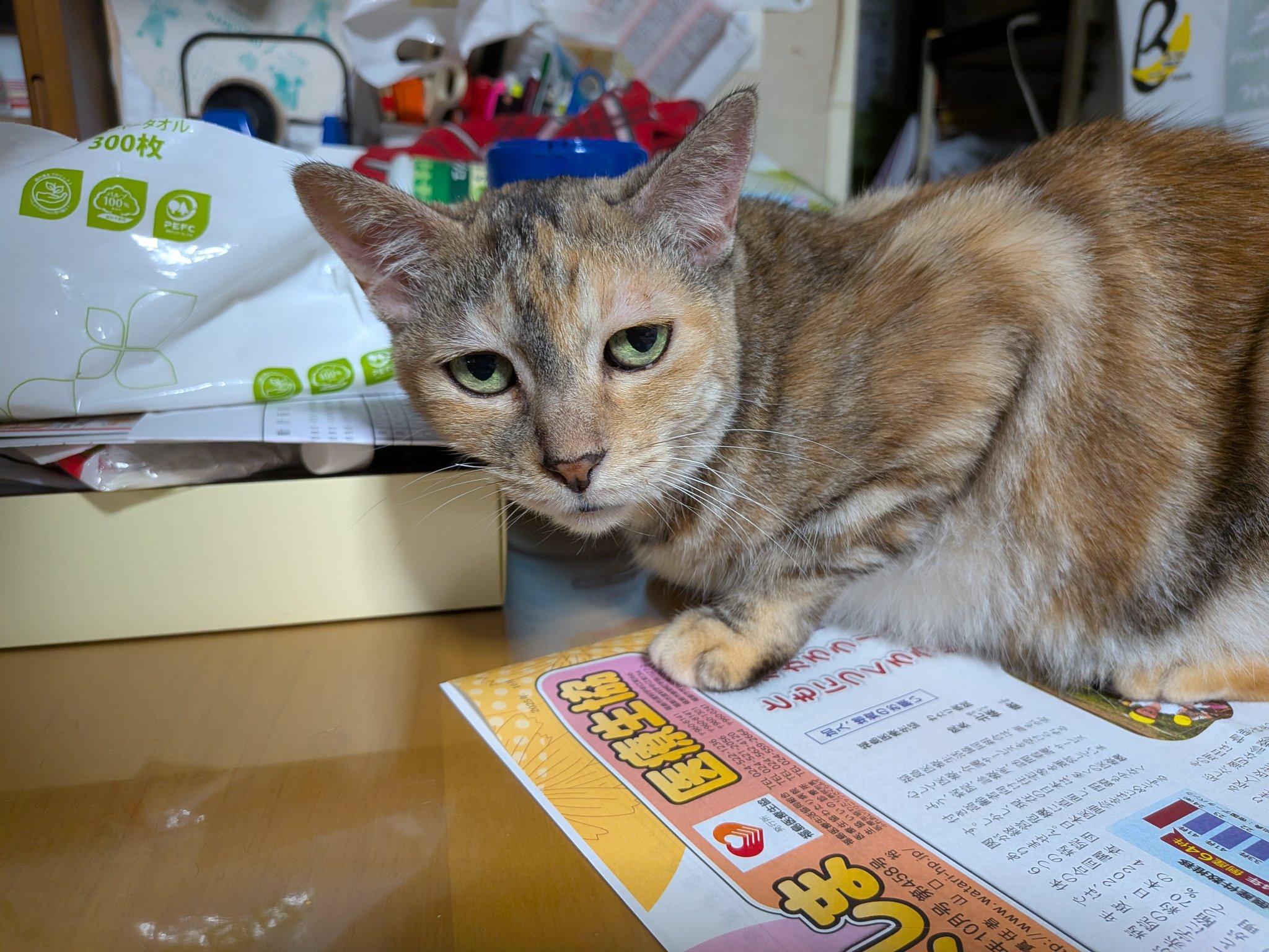 ネコ しゃかいデザイン株式会社より「2025大阪・関西万博公式