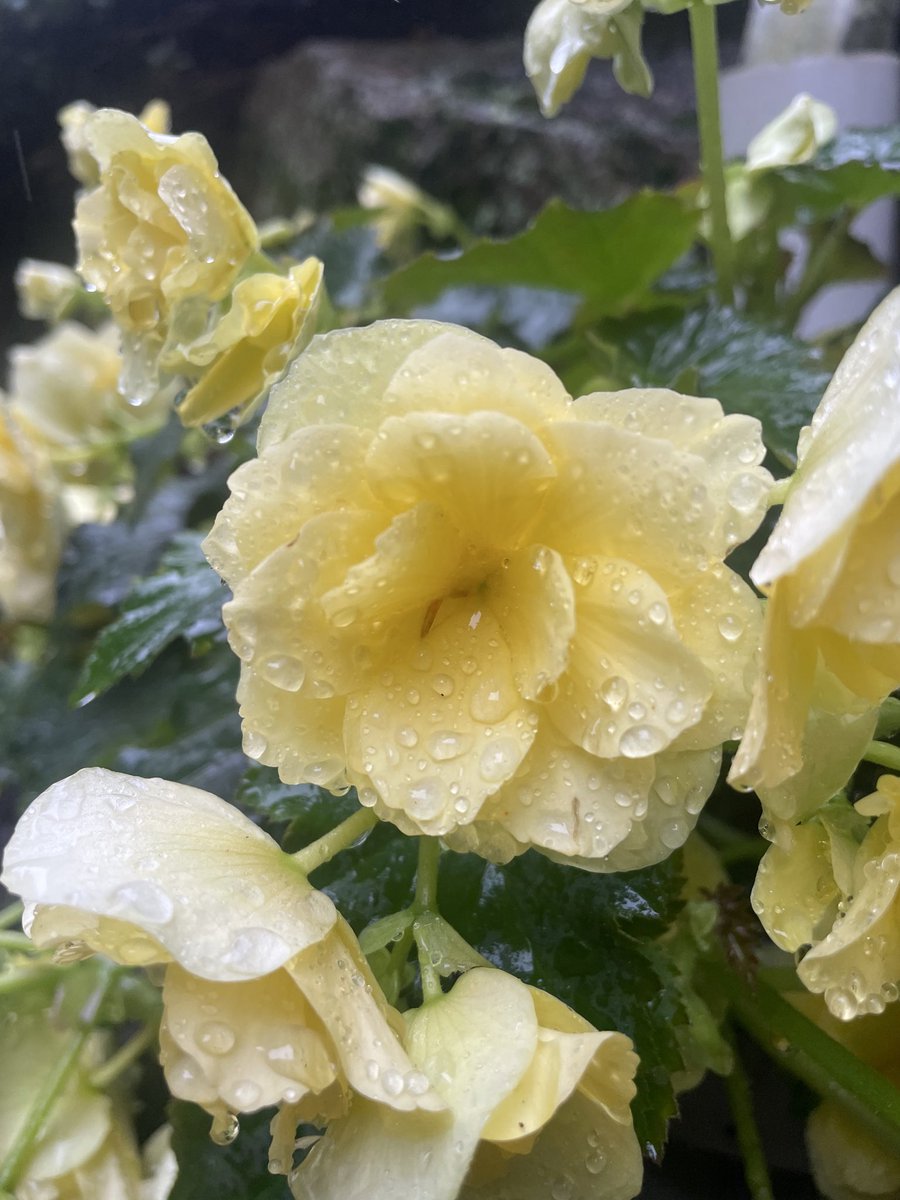 1.02” of rain last 12 hours, 1.36” total in Mansfield as of 8am Monday 

<a href="/clamberton7/">Chris Lambert</a> <a href="/Met_CindyFitz/">Cindy Fitzgibbon</a> <a href="/ShiriSpear/">Shiri Spear</a> <a href="/WX1BOX/">SNE Amateur Radio Skywarn</a> <a href="/4cast4you/">Jacob Wycoff</a> <a href="/JasonMikellTV/">Jason Mikell WBZ</a> <a href="/PeteNBCBoston/">Pete Bouchard</a> <a href="/SurfSkiWeather/">Tim Kelley</a> <a href="/jreineron7/">Jeremy Reiner</a> <a href="/ericfisher/">Eric Fisher</a> <a href="/TevinWooten/">Tevin Wooten</a> #wxx #mawx  <a href="/tuckerweather/">Tucker Antico</a> <a href="/ChristinaErne/">Christina Erne</a>