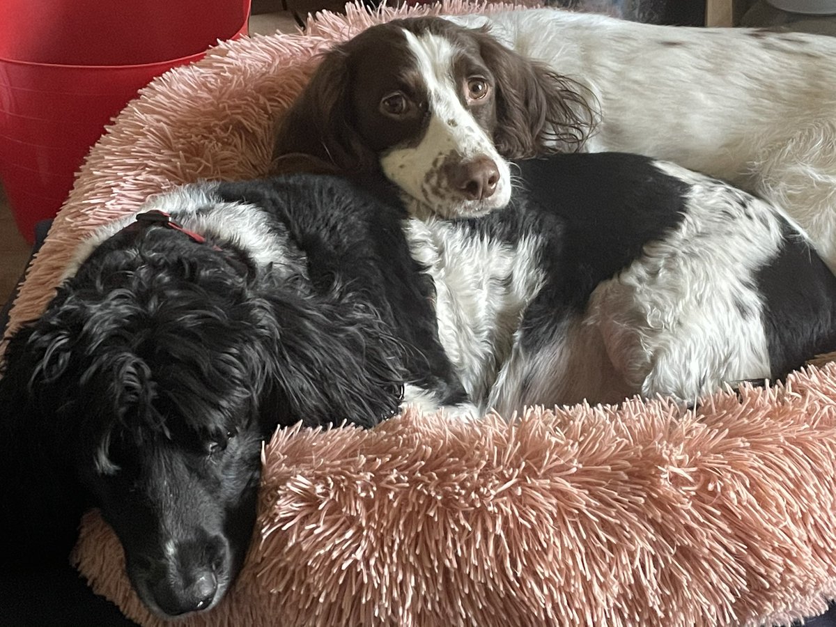 geemaggs's tweet image. 2 weeks ago today at 17.25, my beautiful 7yr Sprout closed his eyes for the last time without any help from Emma, our vet. He collapsed in the garden with a bleeding mass in his tummy after scan. Still can’t believe he’s gone💔🌈😭🐾🐾 #devasted #tooyoung #didithisway