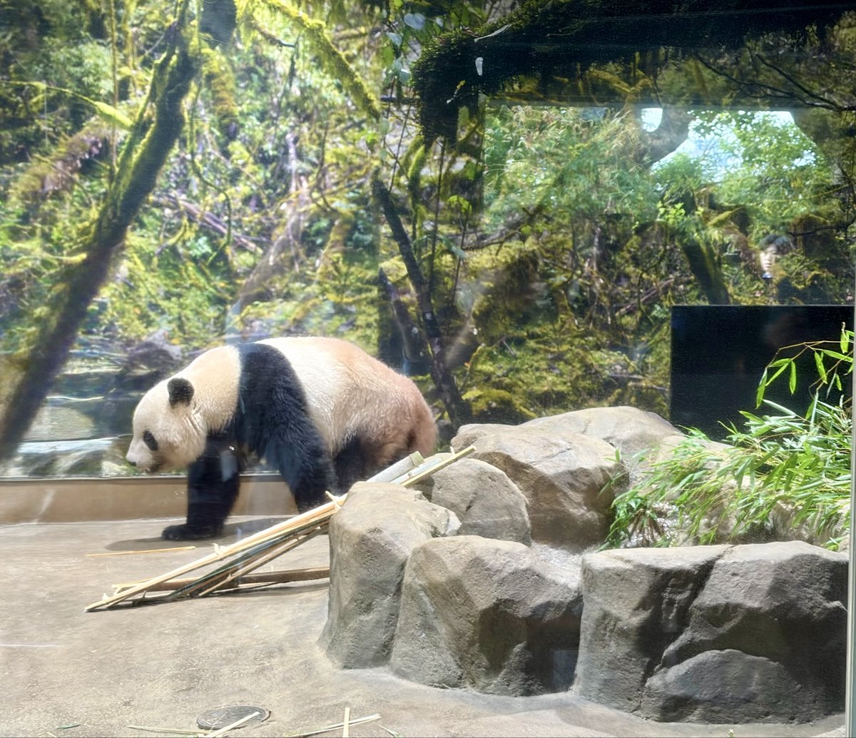 3連休の思い出は上野動物園に行って
人生初のパンダを見たこと🐼🎋