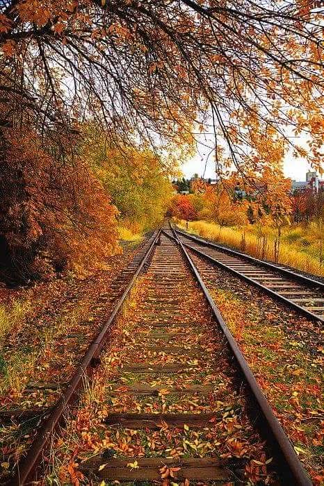 Önümüze açılan yolları... Başkalarının ayaklarıyla yürüyemeyiz...🍁