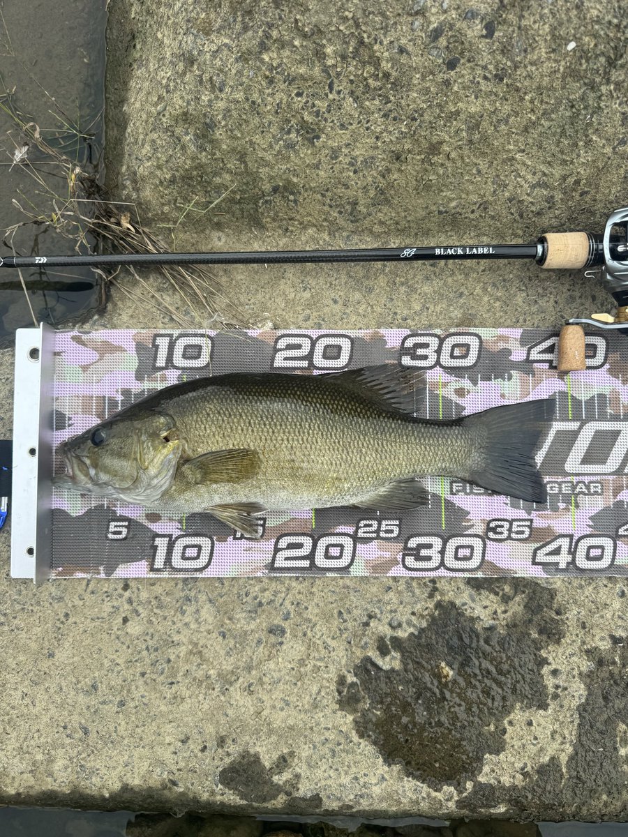 14時〜16時までで6バイト2フィッシュで終了。
ブラックレーベルSG661UL+FB入魂完了。
中々、面白いロッドだった