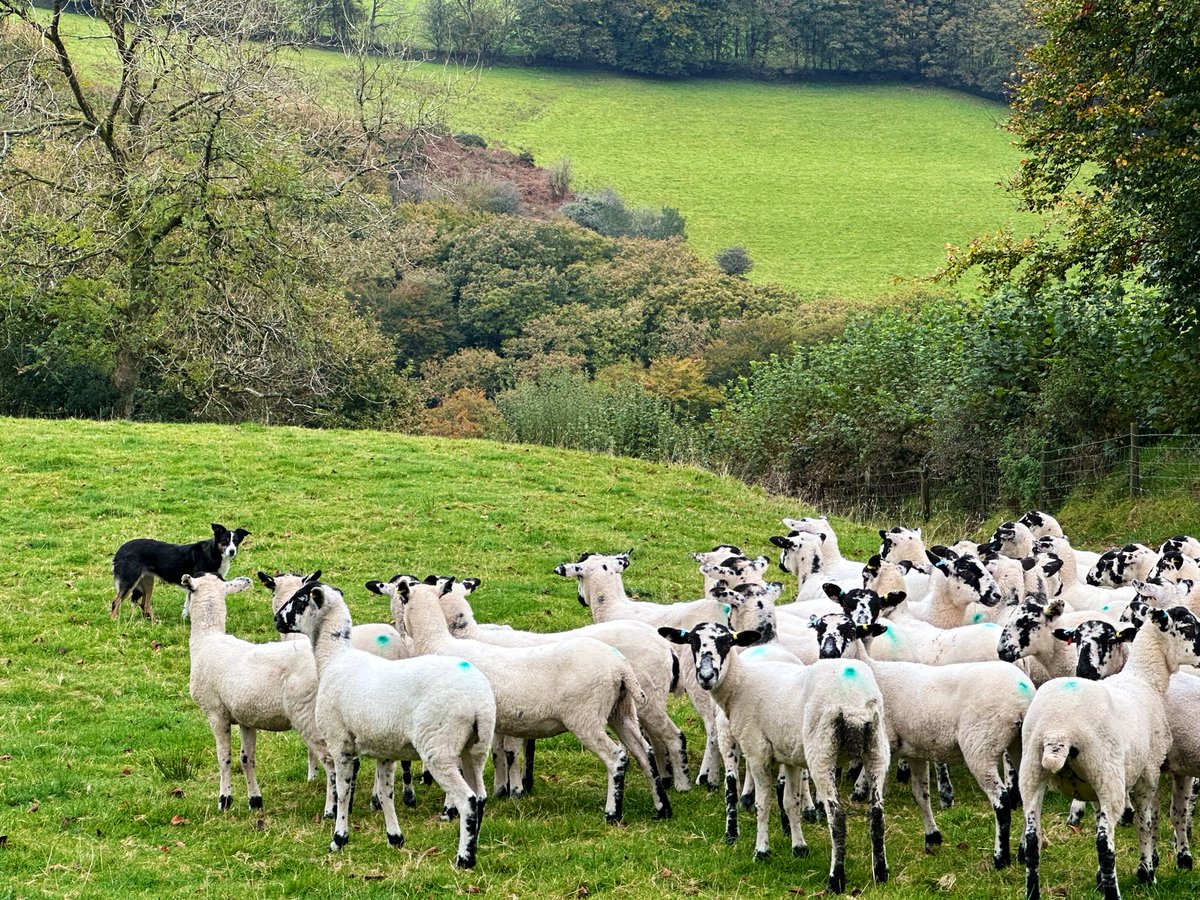 James Wright tweet media