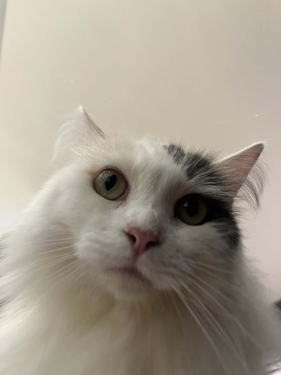 新幹線の時間が来るまで猫カフェに潜伏する系ボーカリストです今後ともよろしくお願いします。