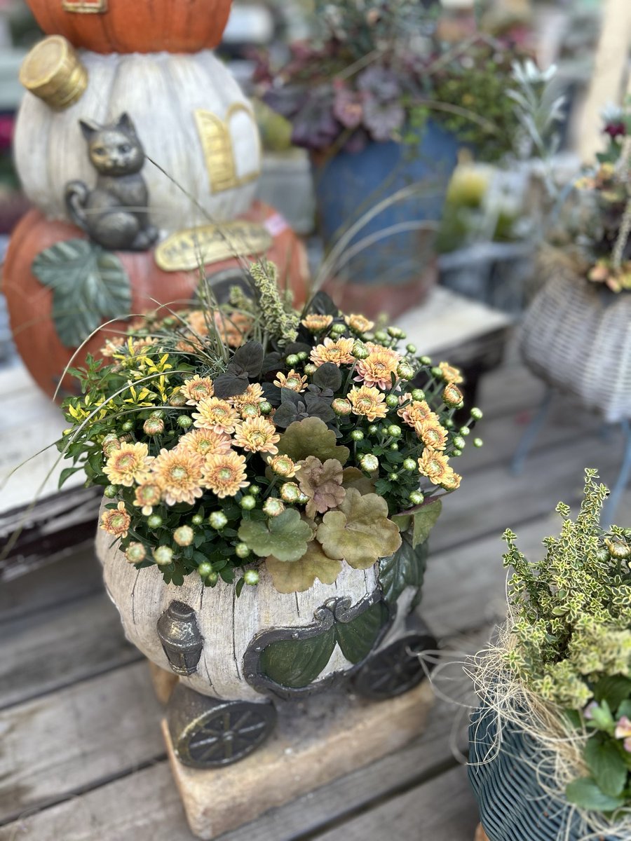 ★多肉の寄せ植え〜flower29car  マットブラック〜★ ハロウィン寄せ植え