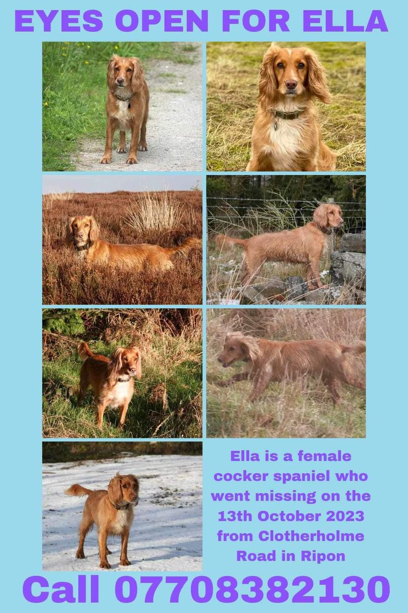 MissingPetsGB's tweet photo. Two whole years today of not knowing what has happened to Ella. Somebody holds the missing piece of the puzzle &amp; it is never too late to come forward in confidence.

We will never stop looking.

Please call if any info🙏

Please share everywhere #NorthYorkshire #UK https://t.co/osOQmBuihJ