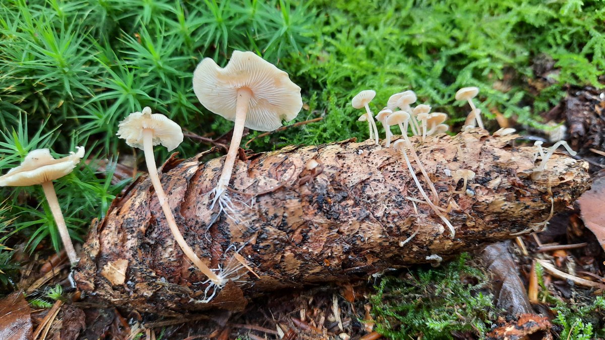 Ontdek de herfst in Berg en Bos: In de herfstvakantie kan de paddenstoelenroute in Stadspark Berg en Bos weer gelopen worden. De route is individueel te volgen van zondag 19 oktober tot en met zondag 26 oktober, tijdens… rtv-apeldoorn.nl/nieuws/ontdek-… #apeldoorn #rtvapeldoorn #nieuws
