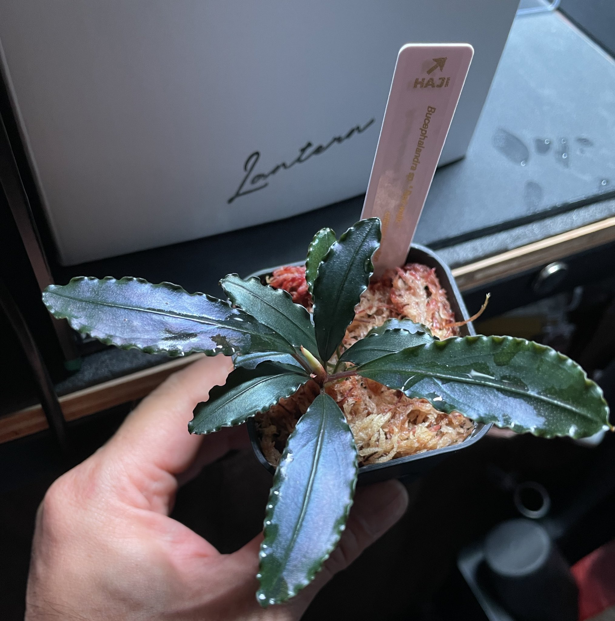 その他観葉植物 Bucephalandra sp.\"Red waltz\" Bucephalandra sp.”Red waltz” 水上葉 ブセファランドラ レッドワルツ