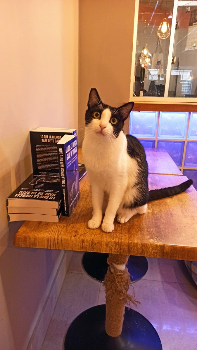 El sábado volvimos a llenar el aforo de La Gatera

¡Gracias a todos los que vinisteis! 

Si te lo perdiste el 25 de octubre a las 10:30 tienes otra oportunidad para asistir a la presentación de 

"Lo que  la ciencia sabe de tu gato"

Apúntate aquí: forms.gle/JpFtX52KLAJwKZ…