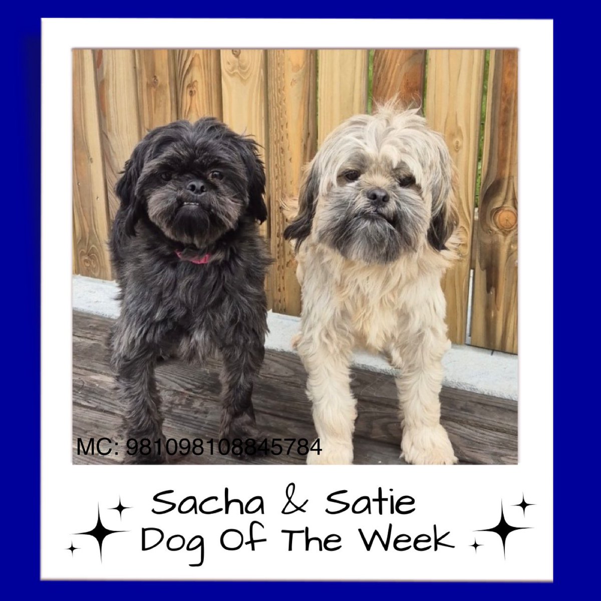 MADRADogRescue's tweet photo. Sacha and Satie 🥰

2 gentle souls with little experience of people- they’ve always had each other to play with

Shy &amp; sweet,they lean on each other for comfort 

Sacha &amp; Satie will thrive in a calm, kind country home  gaining confidence at their own pace 💕 

#AdoptDontShop https://t.co/HOnvn7MmoP