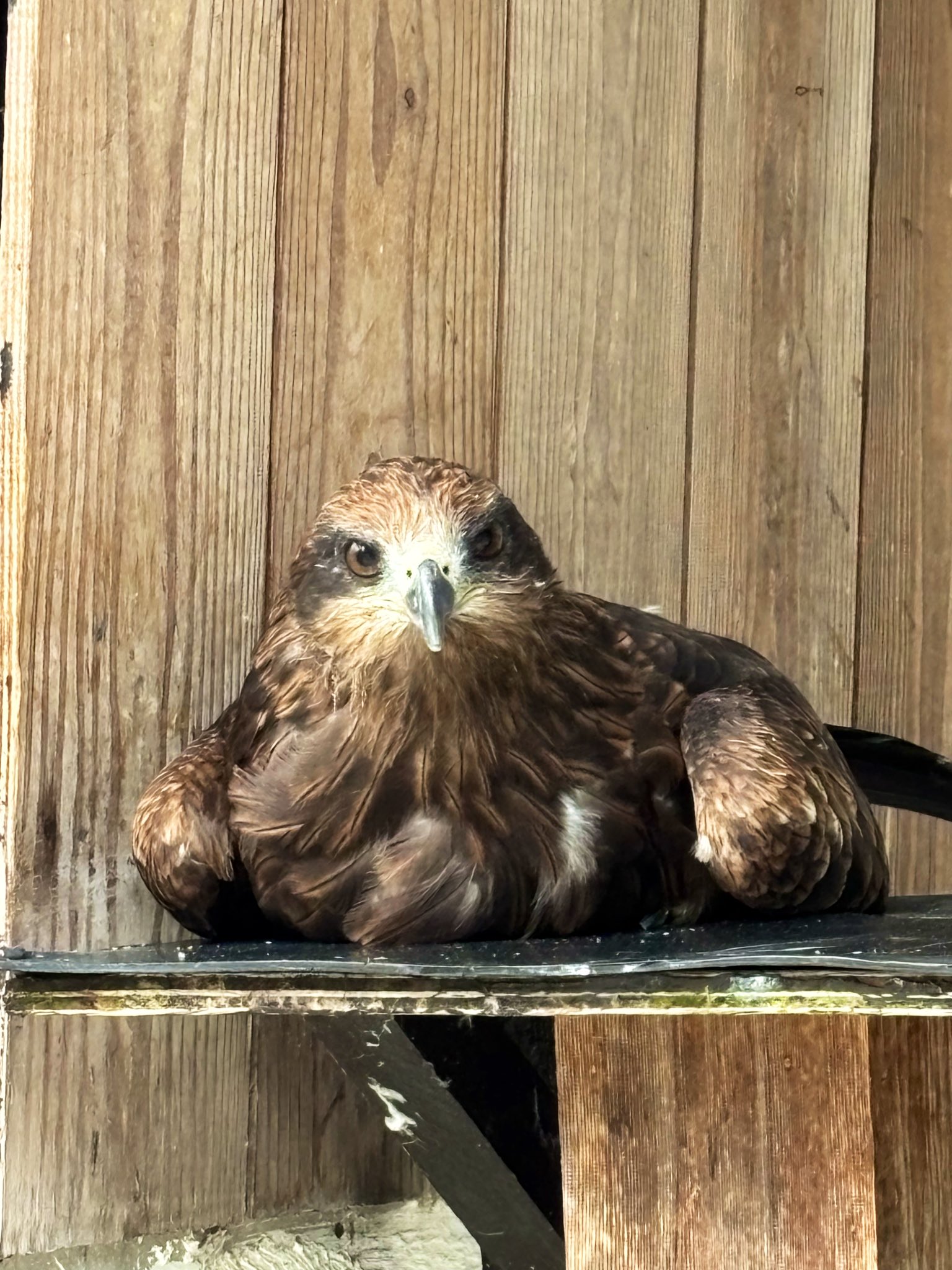 ツバサ様 ツバサ - অনুসন্ধান / X