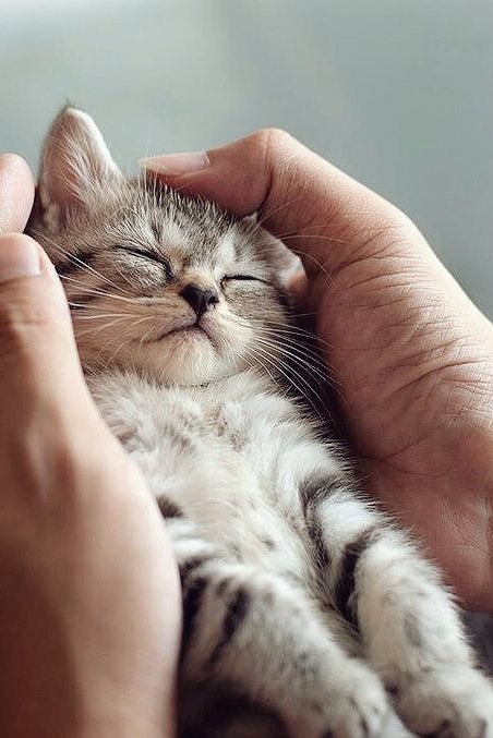 Sweet Dreams
おやすみニャンコ
#猫好きさんと繋がりたい #ねこかわいいね #Cats