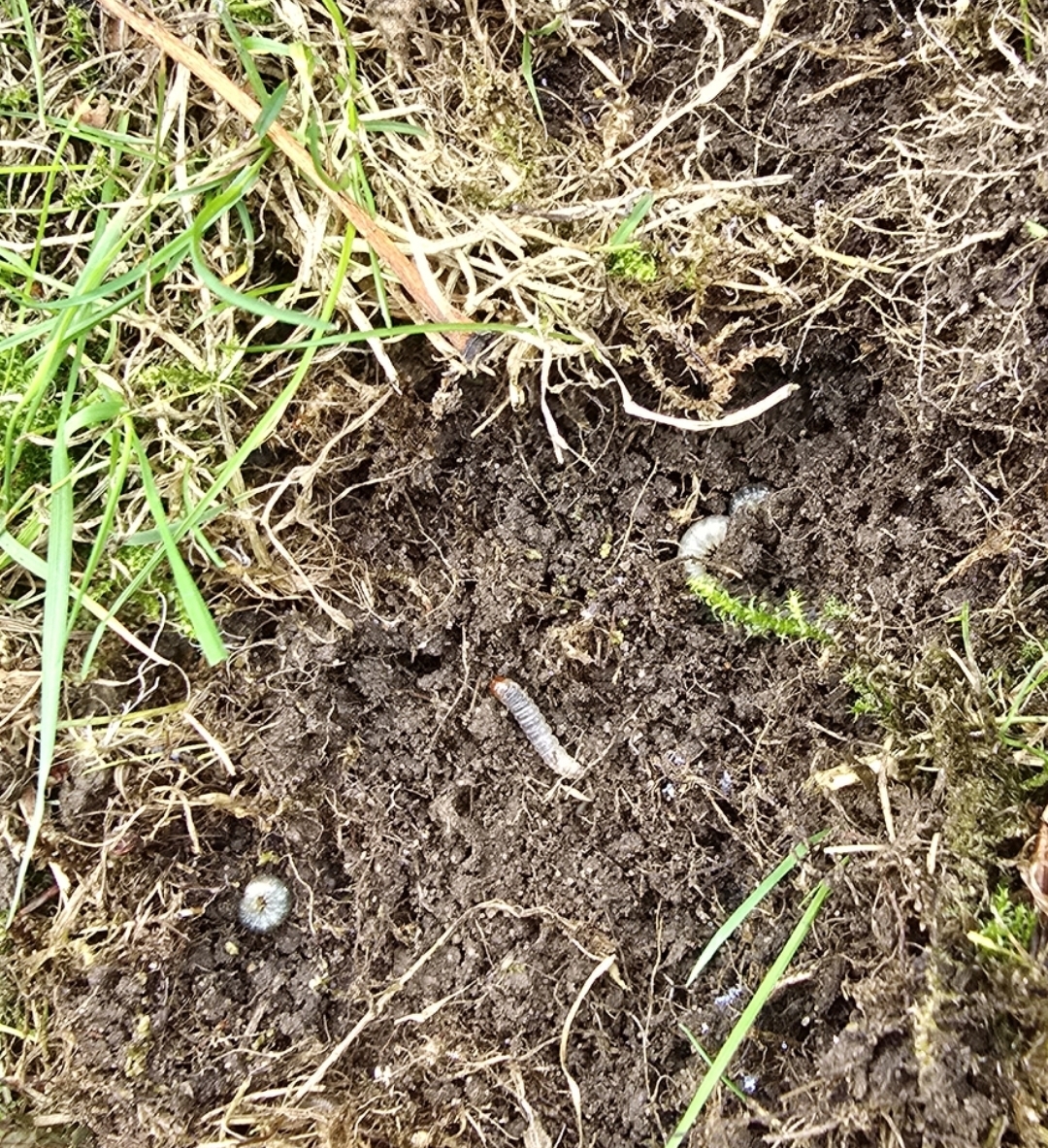 Yorkshirelawn1's tweet photo. 🪲🌱 Are chafer bugs wreaking havoc on your lawn?
#ChaferBugs #LawnCare #HealthyLawn #PestControl #GardeningTips #LawnPests #LawnHealth #TurfManagement #BrownPatch #LawnProblems #PestManagement #NatureCare https://t.co/0Pr6kb41l3