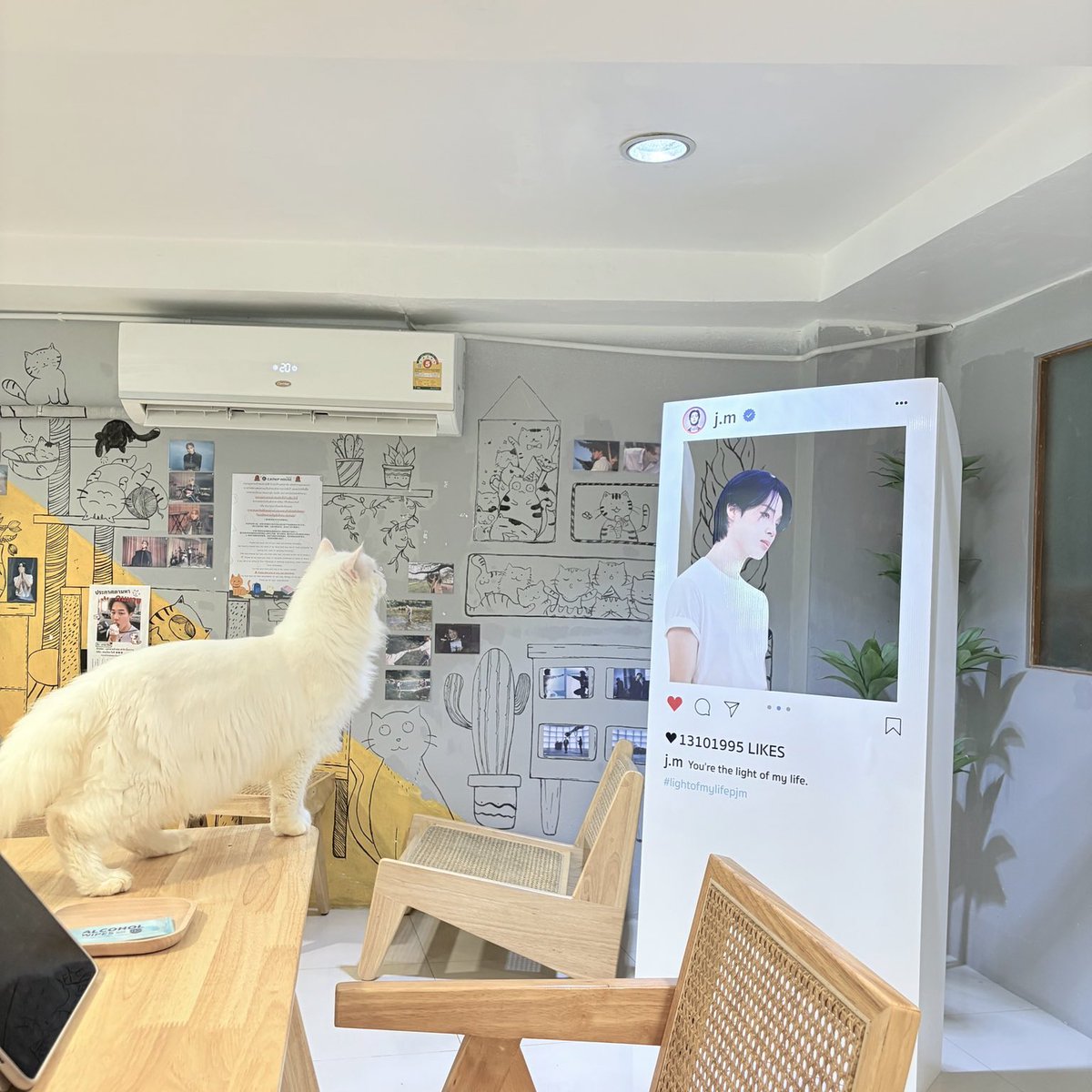 savethedate0613's tweet image. มาแค่สแตนดี้แมวยังรุม บุคคลที่แมวทุกตัวรักที่สุดในโลก ⋆🐾°