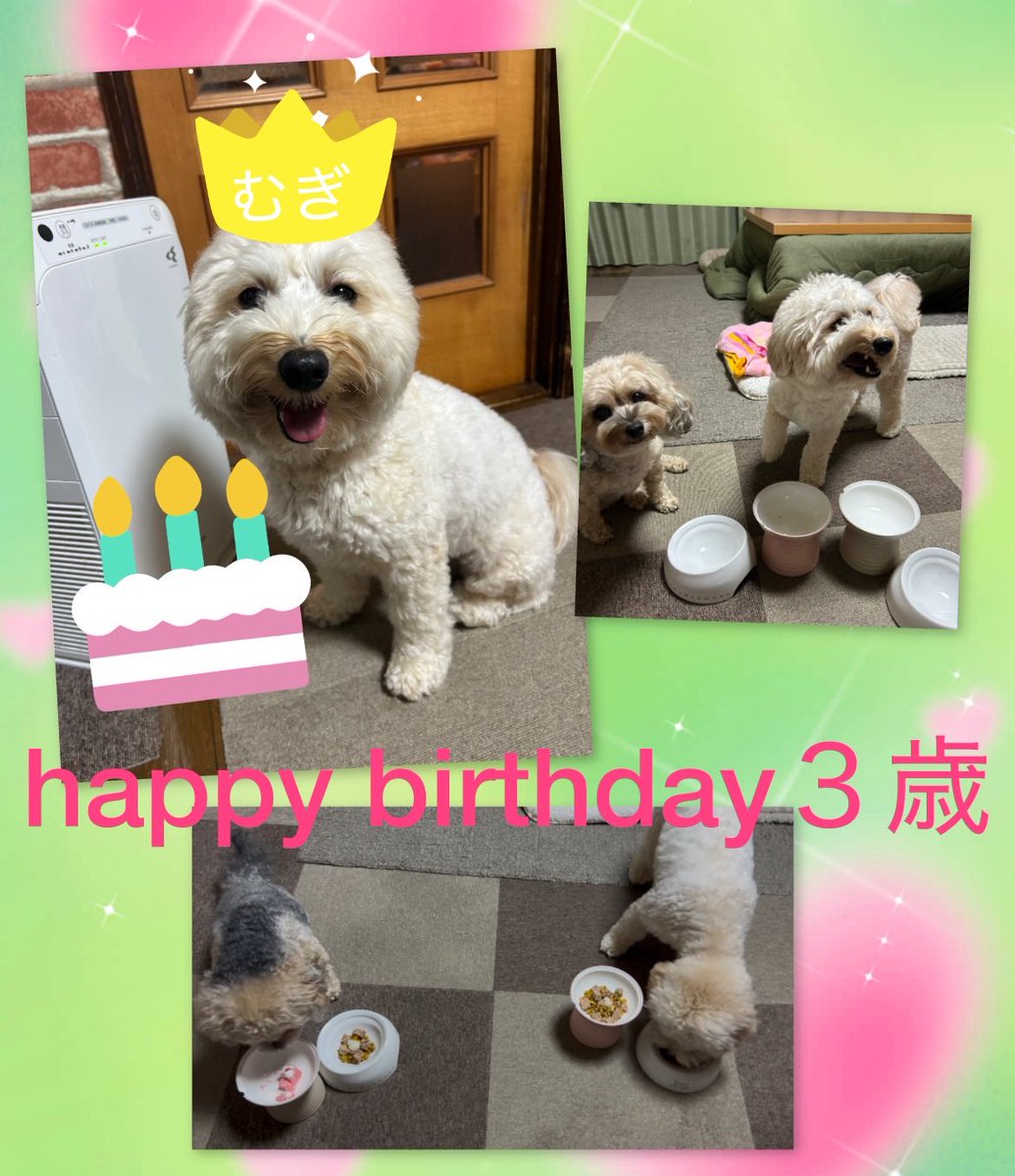 昨日はむぎの誕生日🎂でした！
３歳ʕ•ᴥ•ʔ

これからもお兄ちゃんのまるを
守ってあげてね🤣