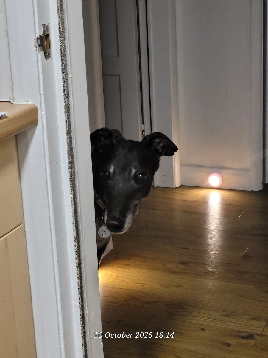 anitaapplebum13's tweet photo. Did you say dinner?
#greyshoundsofx #adoptdontshop #AdoptDontBuy #greyhoundsmakegreatpets #greyhoundsoftwitter
#blackgreyhounds #rescuedogsofx #rescuegreyhounds https://t.co/1xcYSKiVu6