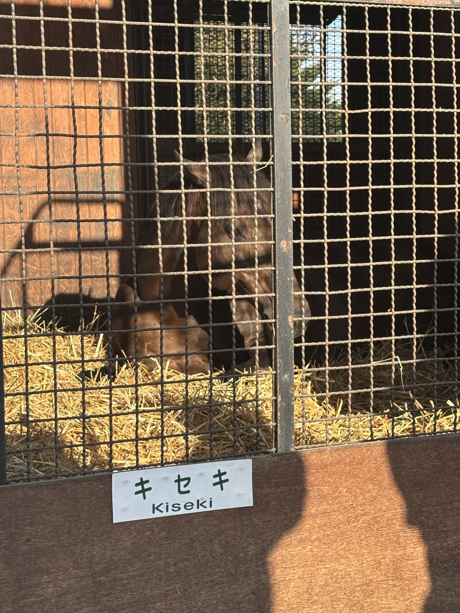 sametokaiuno's tweet image. キセキさんねむねむで可愛かった #キセキ