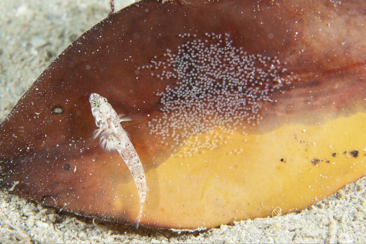 さかな tweet media