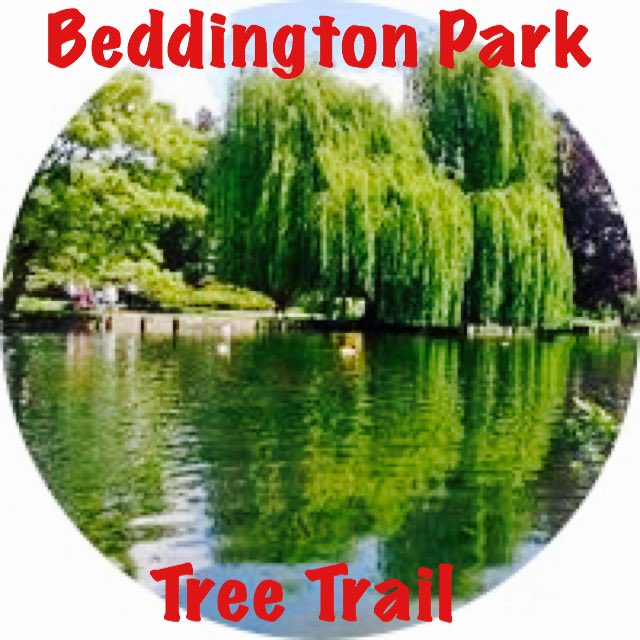 TiCLme's tweet image. Have you seen the Keaki in Beddington Park @SuttonCouncil ?

It’s got stunning bark and will have wonderful Autumn foliage right now 🍂 

Find it here, and lots of other interesting trees on the #treetrail in #BeddingtonPark

ticl.me/beddington-par…