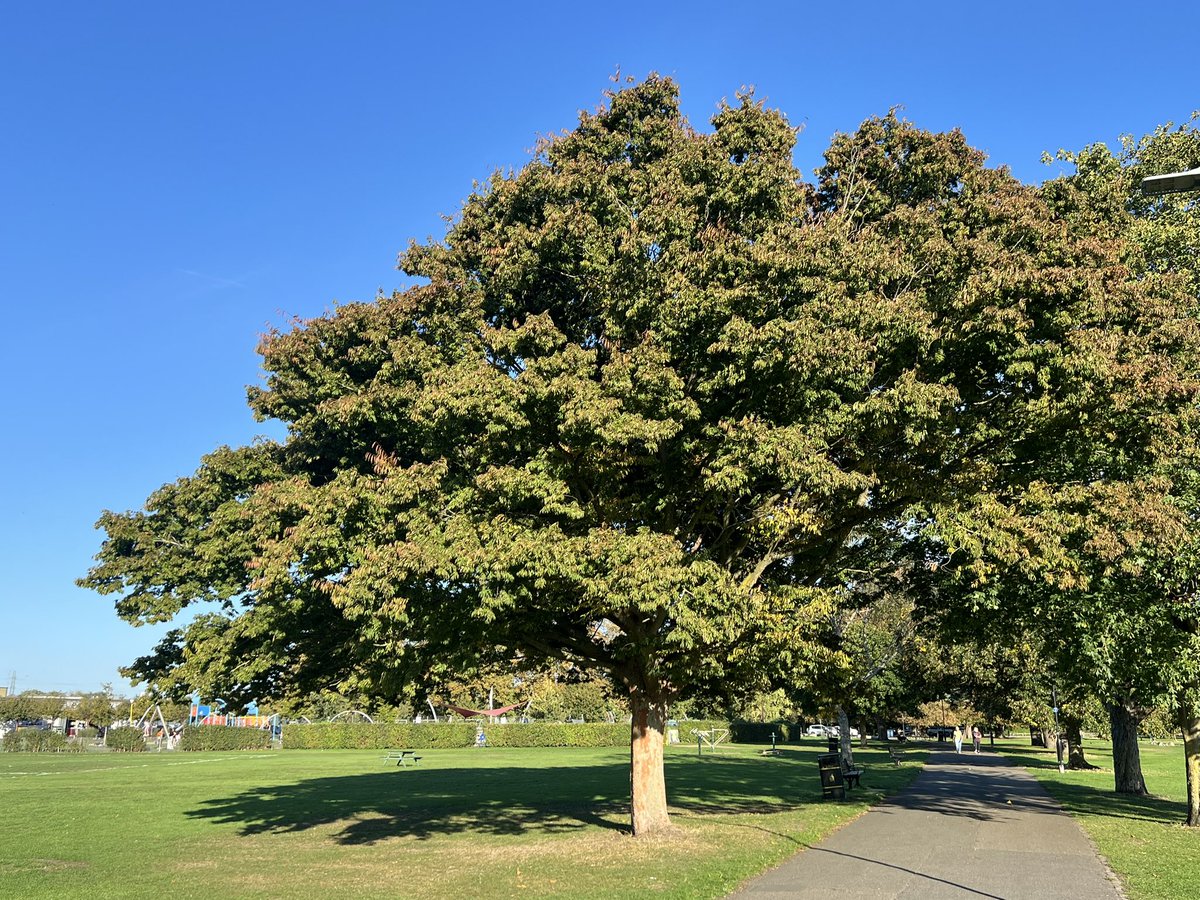 TiCLme's tweet image. Have you seen the Keaki in Beddington Park @SuttonCouncil ?

It’s got stunning bark and will have wonderful Autumn foliage right now 🍂 

Find it here, and lots of other interesting trees on the #treetrail in #BeddingtonPark

ticl.me/beddington-par…