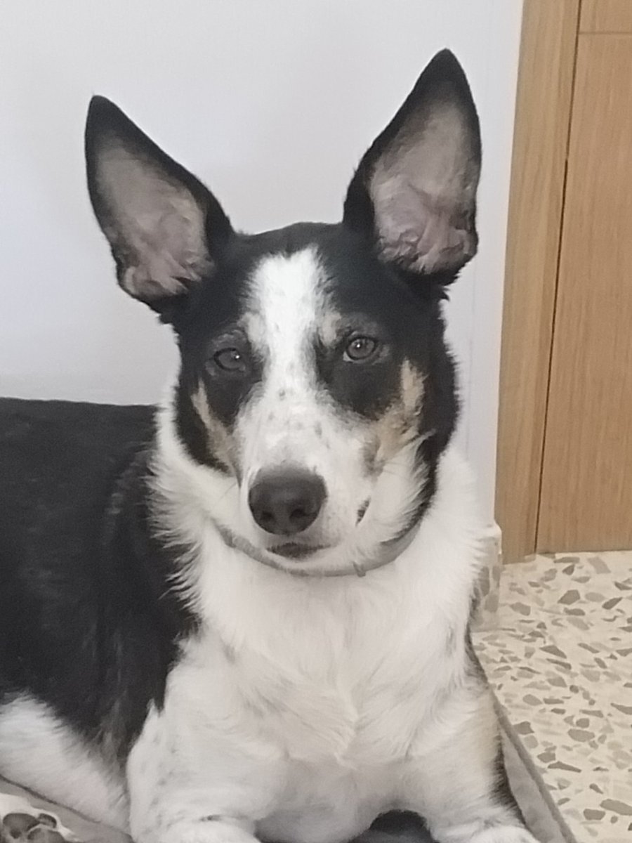 Atiinera tweet media