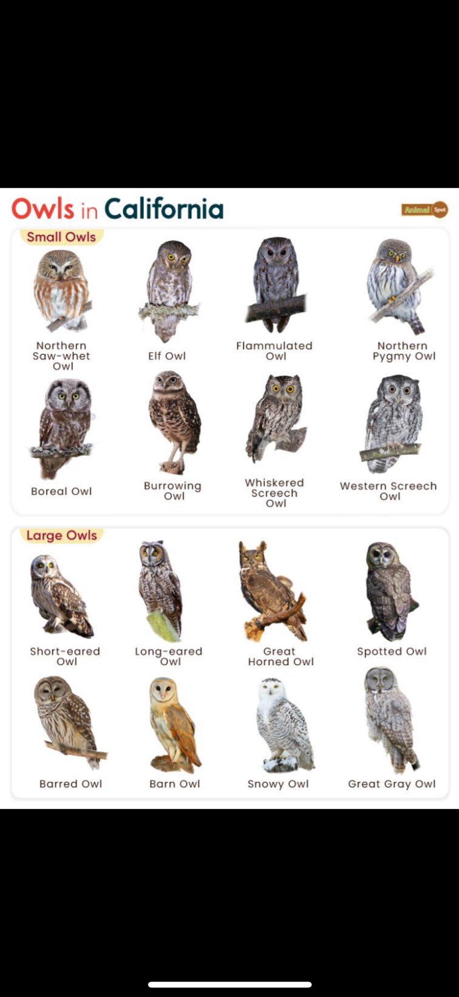 フクロウの夜会 松原🐚奈佑 Matsubara Nayu on X: 