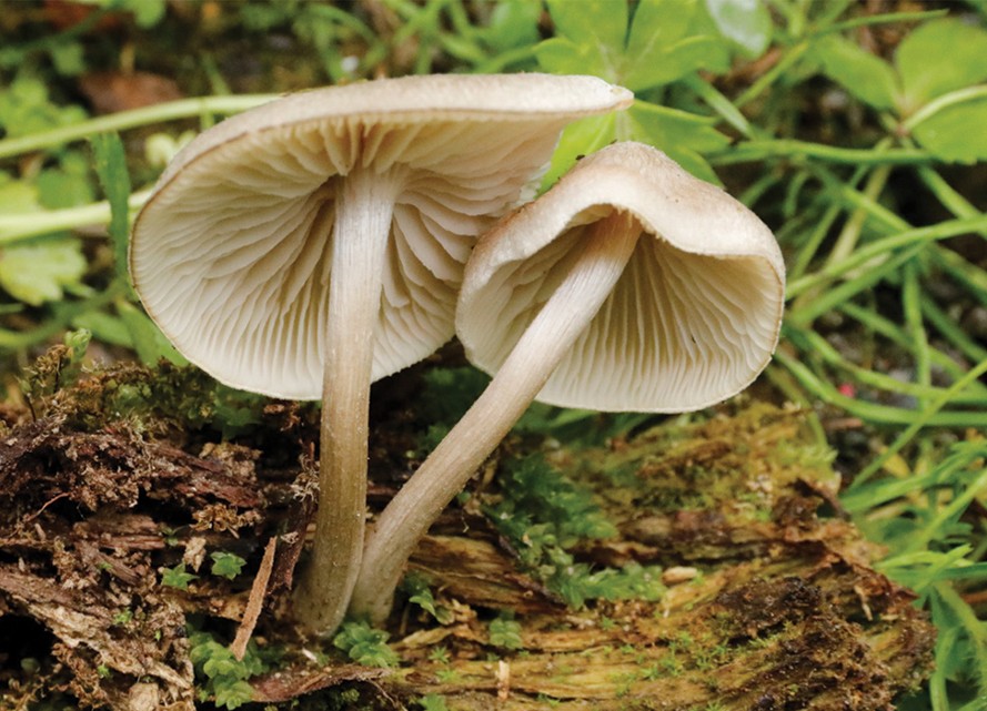 Five 𝐸𝑛𝑡𝑜𝑙𝑜𝑚𝑎 species, including one new to science, are described from Qilian Mountain in China.

🔗 doi.org/10.3897/mycoke…