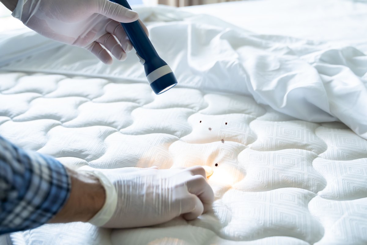🛏️ Bed bugs are tiny but tough. We make sure your bedroom stays bite-free and peaceful.
 #BedBugRemoval #SleepTight #PestFreeHome #HomeCare