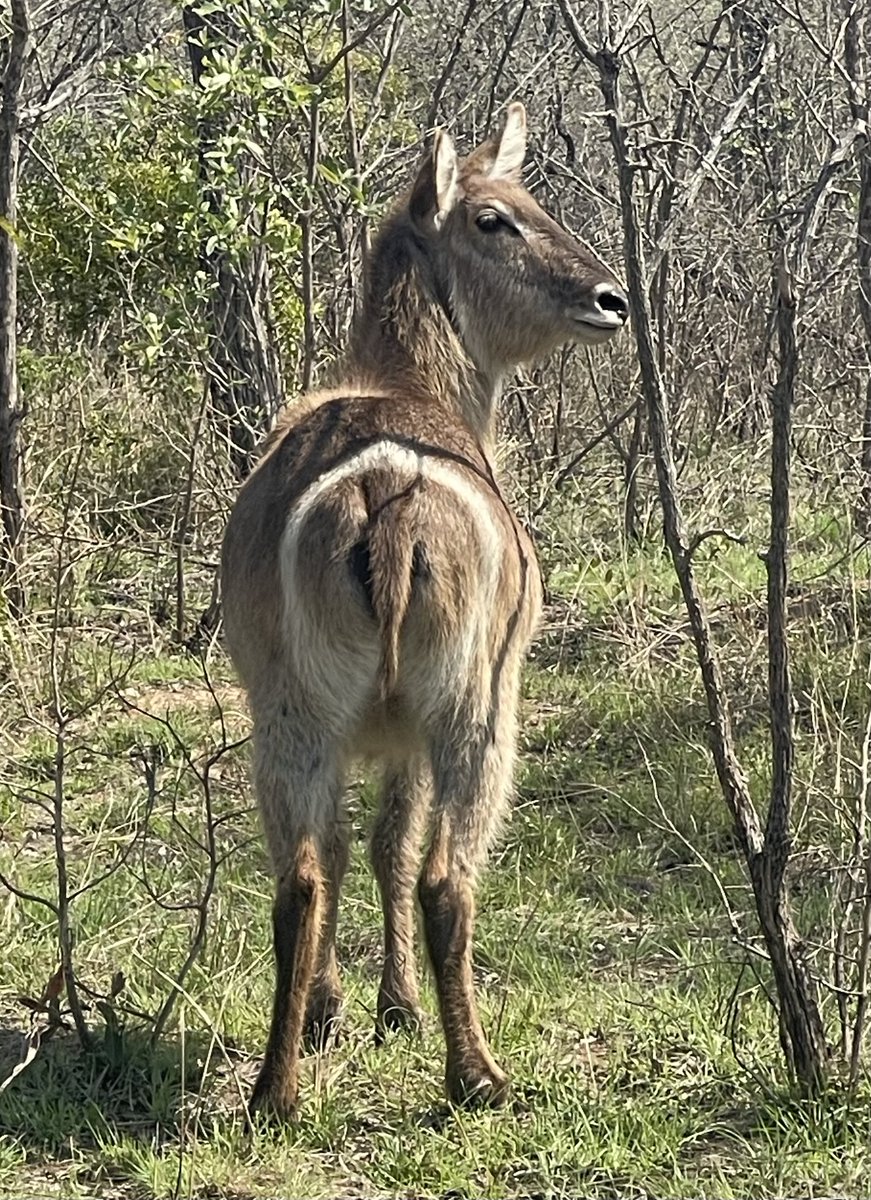 One of the reasons they have babies all the time it’s because the male never misses the Target 🤣🤣🤣
#Myoffice
📍KNP