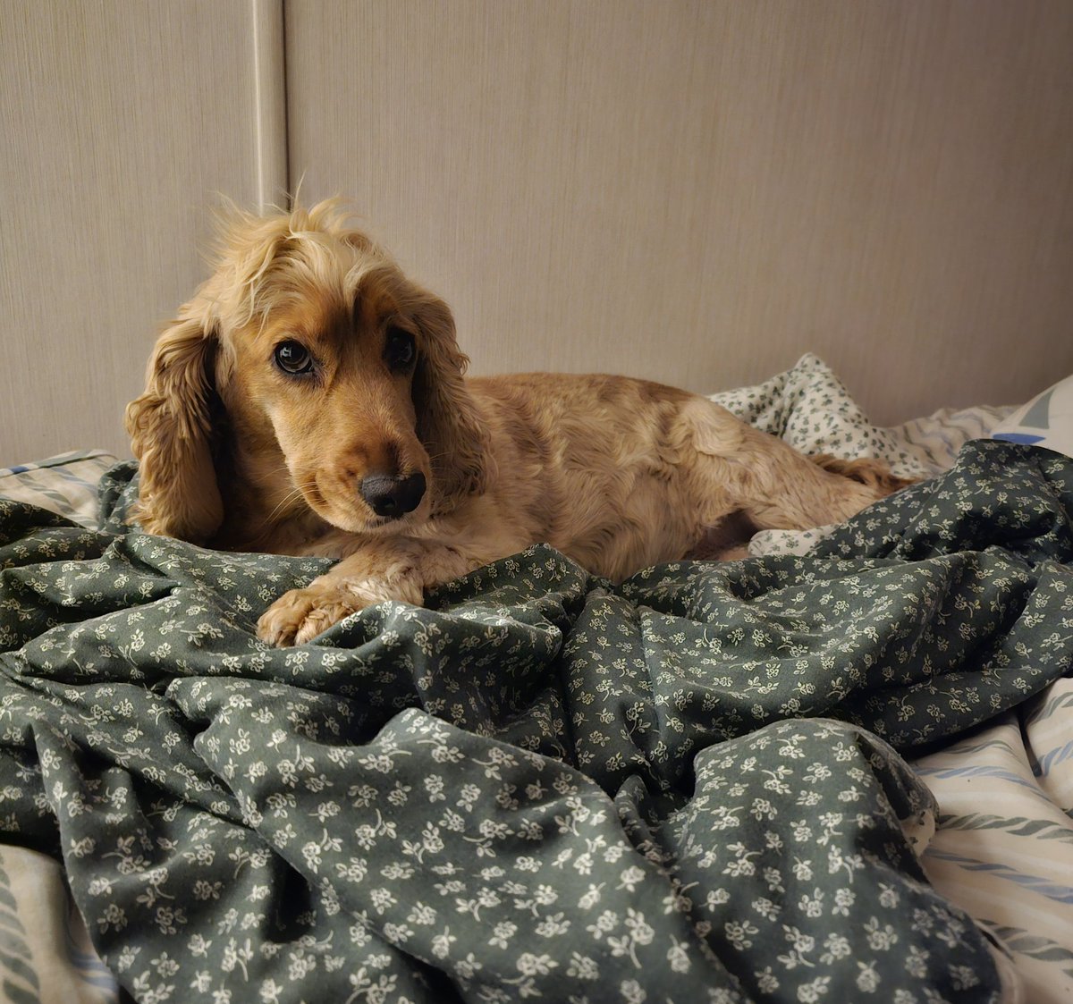 BonnieBess6's tweet image. I had a bit of luck on Sat, Mam put the dinner plates on the table &amp;amp; dropped a steak on the floor. She&apos;s never seen me move so quick, I swallowed it in one. I went to my pal Neil&apos;s b-day party on Sun, no photos as hoos were yacking. Had a lay in today to recover #busyweekend