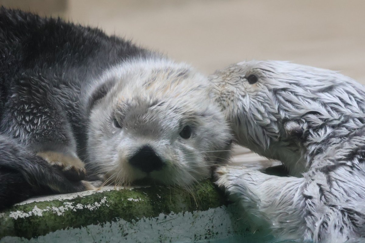 キラちゃんが塩対応なのでお顔にもグルーミングしにいくメイちゃん

#鳥羽水族館
#ラッコ
#ラッコのメイちゃん
#ラッコのキラちゃん