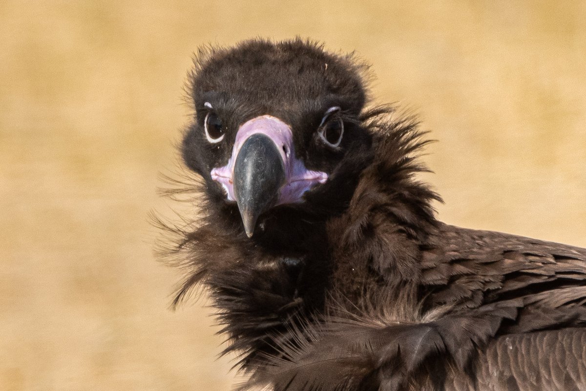 rahul_rajguru's tweet image. Closeup of a juvenile Cinereous Vulture in Thar Desert of Rajasthan