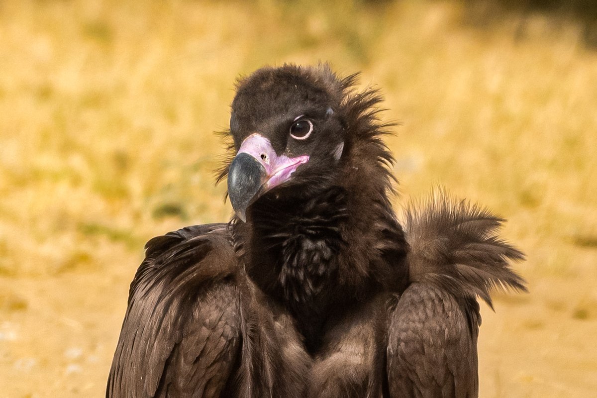 rahul_rajguru's tweet image. Closeup of a juvenile Cinereous Vulture in Thar Desert of Rajasthan