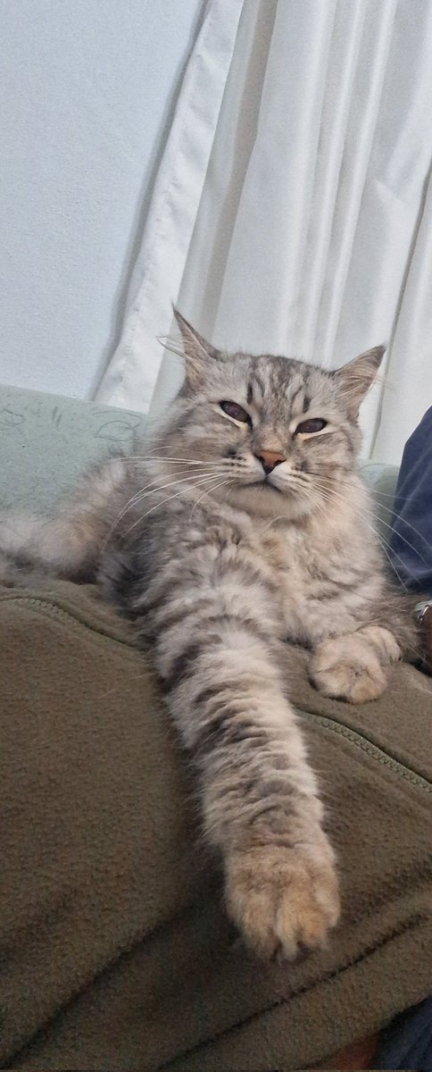 kdirduz's tweet photo. Bafra Doğanca’da, 6 Ağustos 2019’da terk edildiği sokakta bizi bulmuştu; adını Puspus koyduk.
6 yıl sonra, 8 Ekim sabahı bir sürücünün dikkatsizliğiyle hayattan koparıldı.
O bir kedi değildi; sevgimiz, neşemiz, yoldaşımız ve canımızdı.Geriye bizde tarifsiz bir acı kaldı.
#Puspus https://t.co/POpMPYtUXV