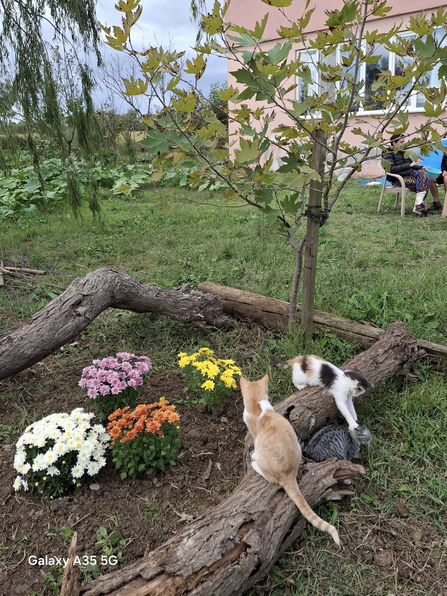 kdirduz's tweet photo. Bafra Doğanca’da, 6 Ağustos 2019’da terk edildiği sokakta bizi bulmuştu; adını Puspus koyduk.
6 yıl sonra, 8 Ekim sabahı bir sürücünün dikkatsizliğiyle hayattan koparıldı.
O bir kedi değildi; sevgimiz, neşemiz, yoldaşımız ve canımızdı.Geriye bizde tarifsiz bir acı kaldı.
#Puspus https://t.co/POpMPYtUXV